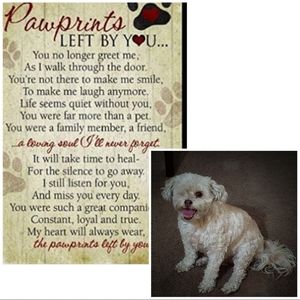 In Loving Memories to My Furbaby Maribell She is Now in Heaven